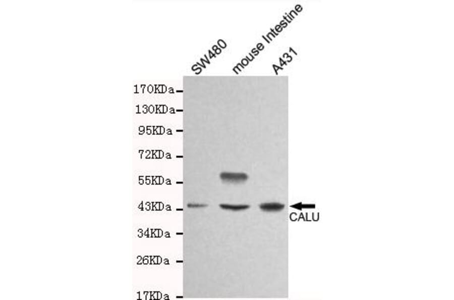 Anti-Calumenin (C-terminus) Antibody from Bioworld Technology (MB0120) - Antibodies.com
