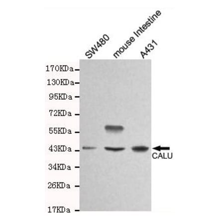 Anti-Calumenin (C-terminus) Antibody from Bioworld Technology (MB0120) - Antibodies.com