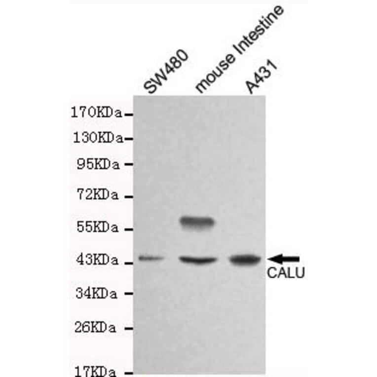 Anti-Calumenin (C-terminus) Antibody from Bioworld Technology (MB0120) - Antibodies.com