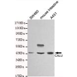 Anti-Calumenin (C-terminus) Antibody from Bioworld Technology (MB0120) - Antibodies.com
