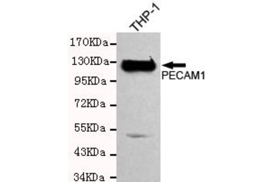Anti-CD31/PECAM-1 Antibody from Bioworld Technology (MB0122) - Antibodies.com