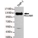 Anti-CD31/PECAM-1 Antibody from Bioworld Technology (MB0122) - Antibodies.com