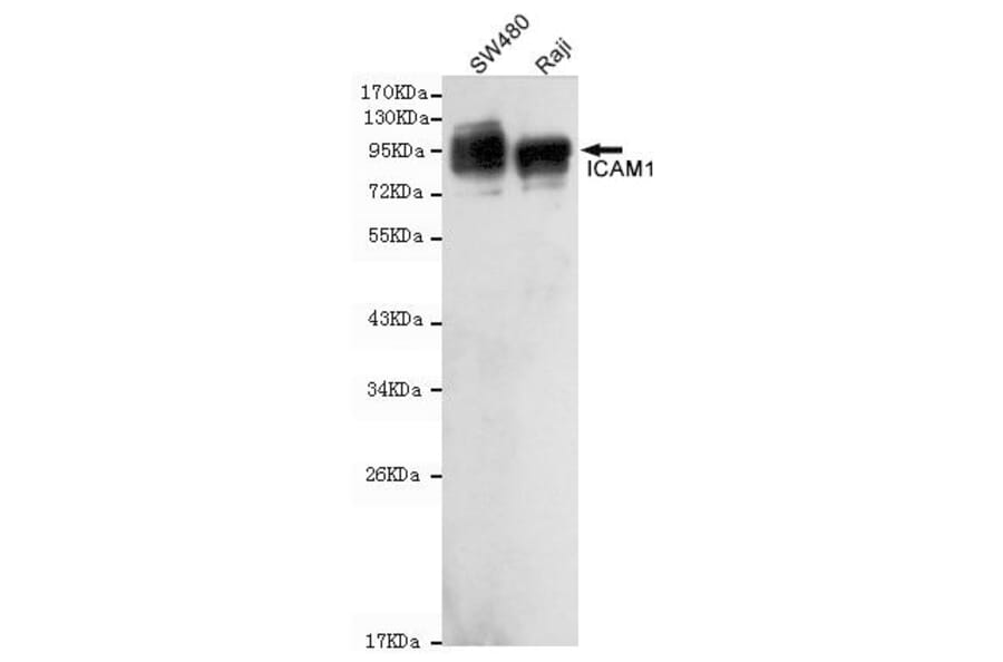 Anti-ICAM-1 (C-term) Antibody from Bioworld Technology (MB0123) - Antibodies.com