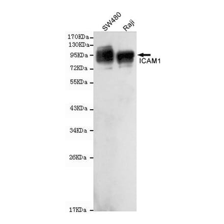Anti-ICAM-1 (C-term) Antibody from Bioworld Technology (MB0123) - Antibodies.com