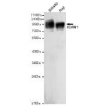 Anti-ICAM-1 (C-term) Antibody from Bioworld Technology (MB0123) - Antibodies.com