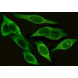 Anti-ICAM-1 (C-term) Antibody from Bioworld Technology (MB0123) - Antibodies.com