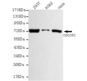 Anti-Cdc25C Antibody from Bioworld Technology (MB0124) - Antibodies.com