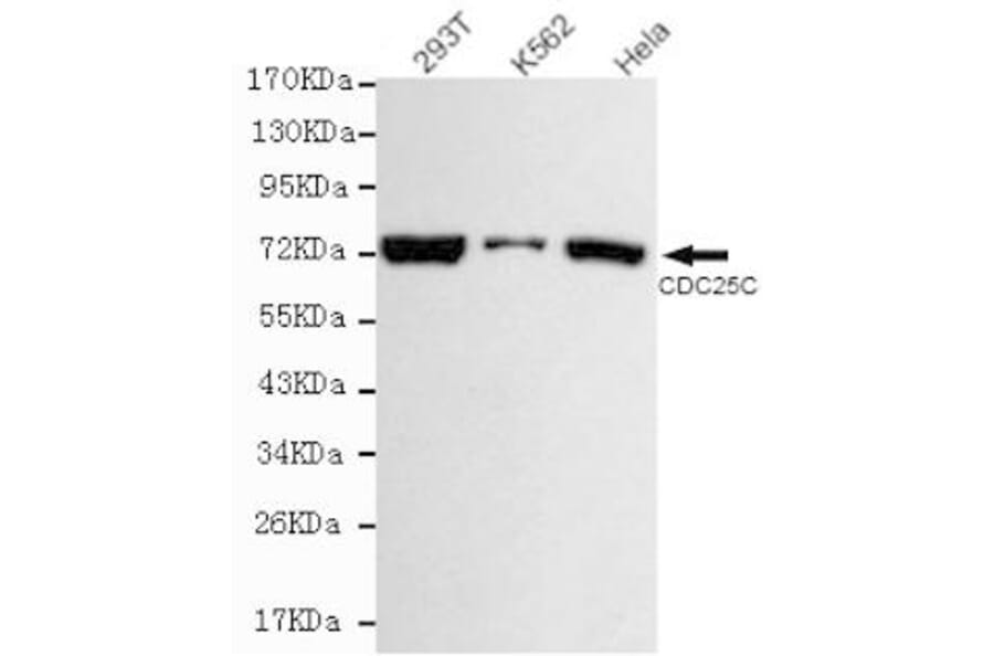 Anti-Cdc25C Antibody from Bioworld Technology (MB0124) - Antibodies.com