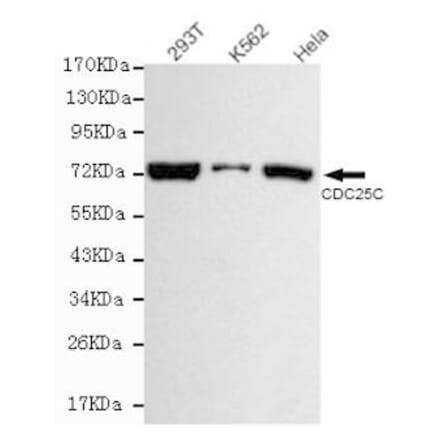 Anti-Cdc25C Antibody from Bioworld Technology (MB0124) - Antibodies.com