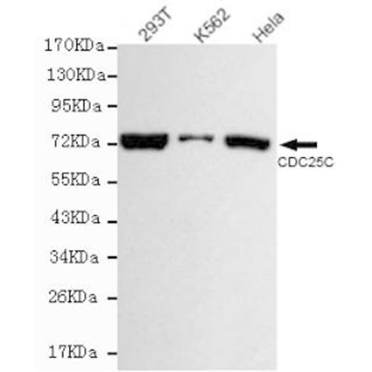 Anti-Cdc25C Antibody from Bioworld Technology (MB0124) - Antibodies.com