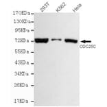 Anti-Cdc25C Antibody from Bioworld Technology (MB0124) - Antibodies.com