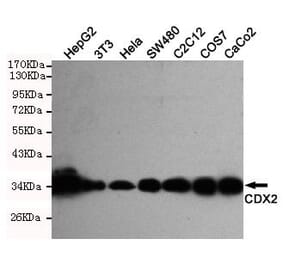 Anti-CDX2 Antibody from Bioworld Technology (MB0125) - Antibodies.com