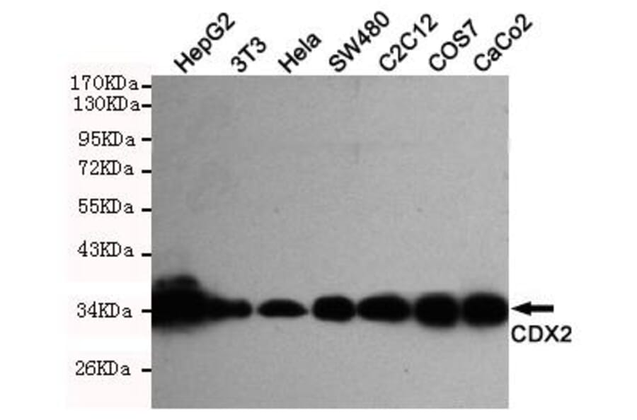 Anti-CDX2 Antibody from Bioworld Technology (MB0125) - Antibodies.com