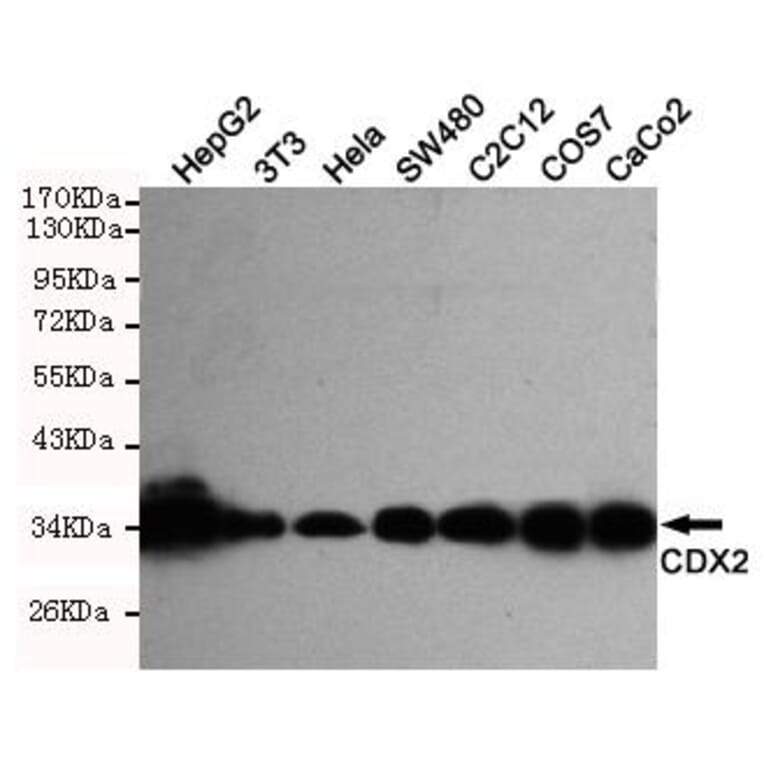 Anti-CDX2 Antibody from Bioworld Technology (MB0125) - Antibodies.com