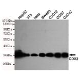 Anti-CDX2 Antibody from Bioworld Technology (MB0125) - Antibodies.com