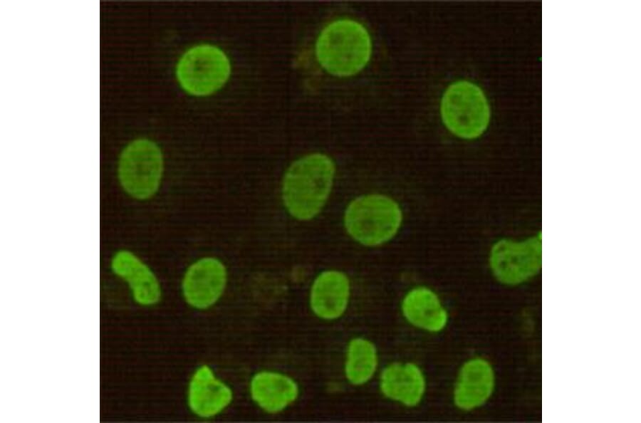 Anti-CDX2 Antibody from Bioworld Technology (MB0125) - Antibodies.com