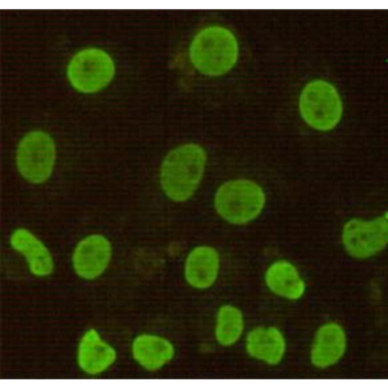 Anti-CDX2 Antibody from Bioworld Technology (MB0125) - Antibodies.com