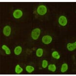 Anti-CDX2 Antibody from Bioworld Technology (MB0125) - Antibodies.com