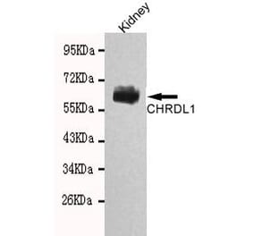 Anti-CHRDL1 Antibody from Bioworld Technology (MB0127) - Antibodies.com