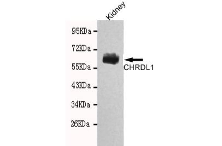 Anti-CHRDL1 Antibody from Bioworld Technology (MB0127) - Antibodies.com