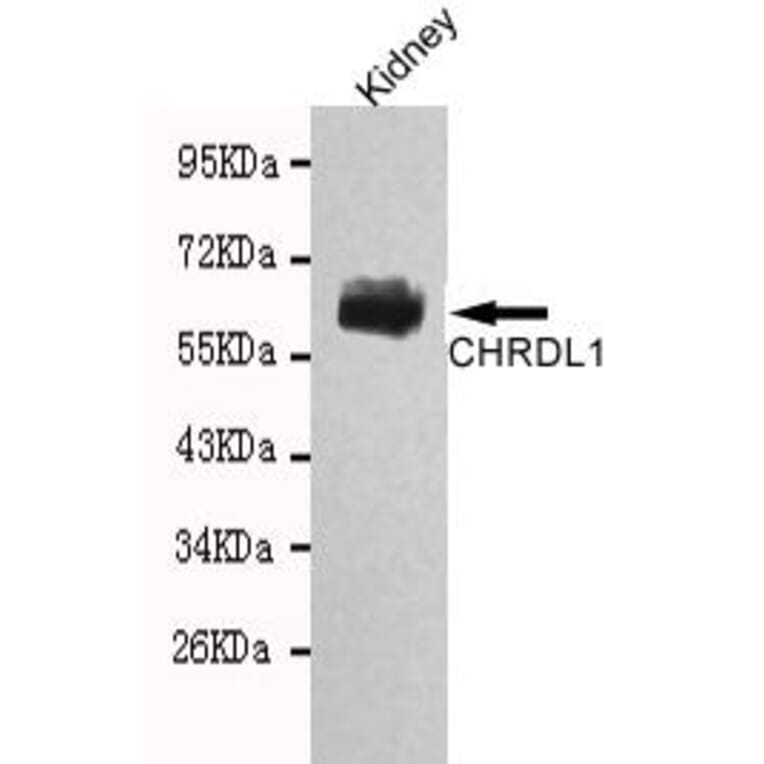 Anti-CHRDL1 Antibody from Bioworld Technology (MB0127) - Antibodies.com