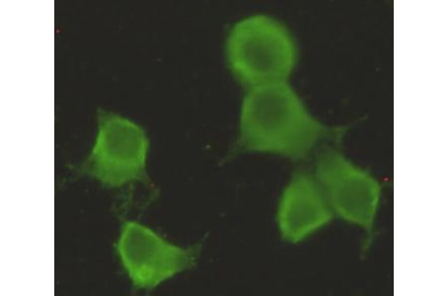 Anti-CHRDL1 Antibody from Bioworld Technology (MB0127) - Antibodies.com