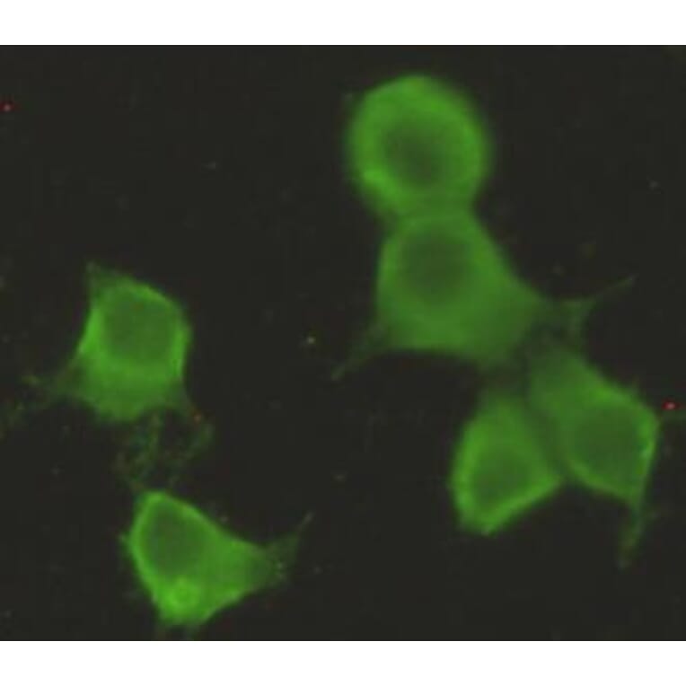 Anti-CHRDL1 Antibody from Bioworld Technology (MB0127) - Antibodies.com