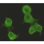 Anti-CHRDL1 Antibody from Bioworld Technology (MB0127) - Antibodies.com