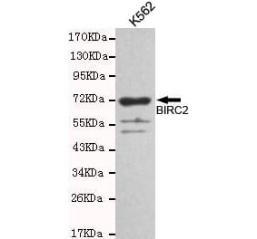 Anti-BIRC2 Antibody from Bioworld Technology (MB0128) - Antibodies.com