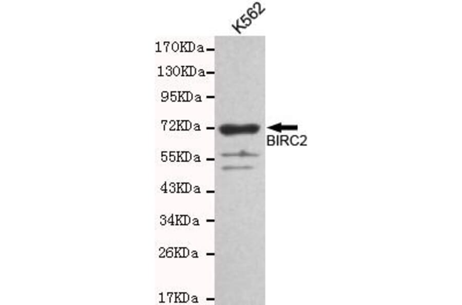 Anti-BIRC2 Antibody from Bioworld Technology (MB0128) - Antibodies.com