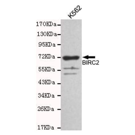 Anti-BIRC2 Antibody from Bioworld Technology (MB0128) - Antibodies.com