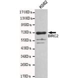 Anti-BIRC2 Antibody from Bioworld Technology (MB0128) - Antibodies.com