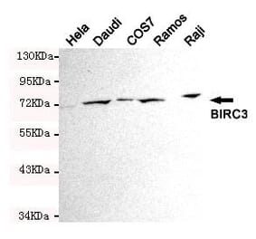Anti-BIRC3 Antibody from Bioworld Technology (MB0129) - Antibodies.com