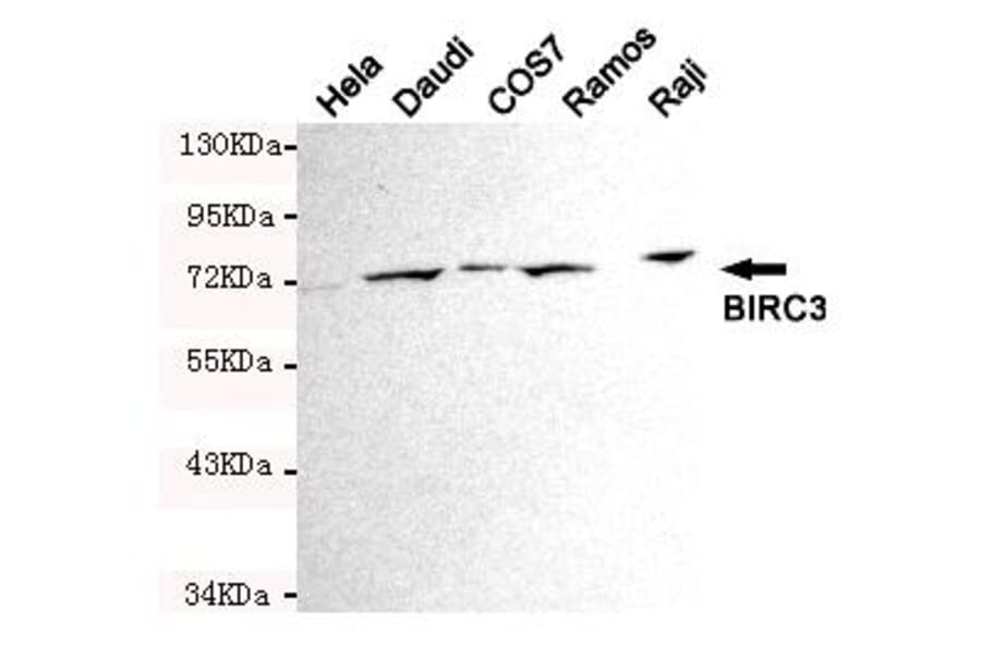 Anti-BIRC3 Antibody from Bioworld Technology (MB0129) - Antibodies.com