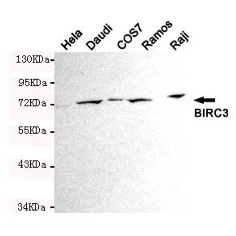 Anti-BIRC3 Antibody from Bioworld Technology (MB0129) - Antibodies.com