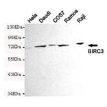 Anti-BIRC3 Antibody from Bioworld Technology (MB0129) - Antibodies.com