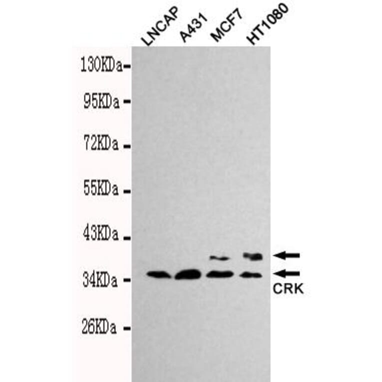 Anti-Crk2 Antibody from Bioworld Technology (MB0130) - Antibodies.com