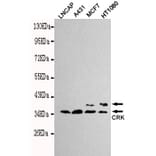 Anti-Crk2 Antibody from Bioworld Technology (MB0130) - Antibodies.com