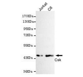 Anti-Csk Antibody from Bioworld Technology (MB0131) - Antibodies.com