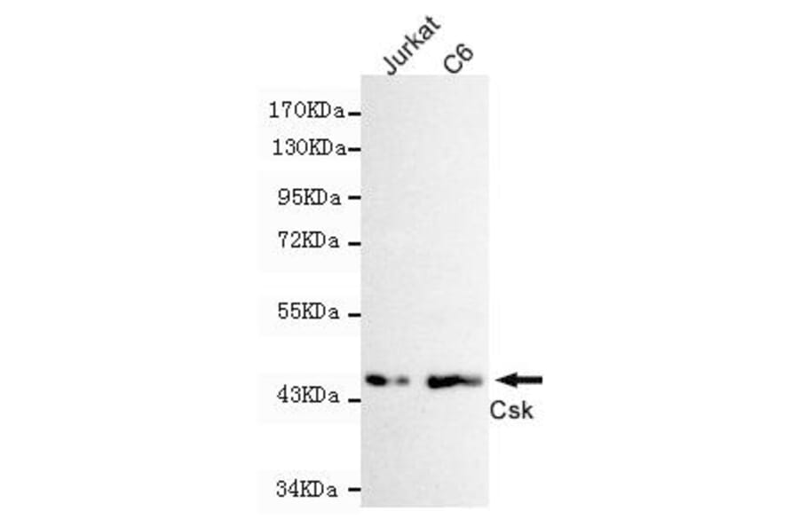 Anti-Csk Antibody from Bioworld Technology (MB0131) - Antibodies.com