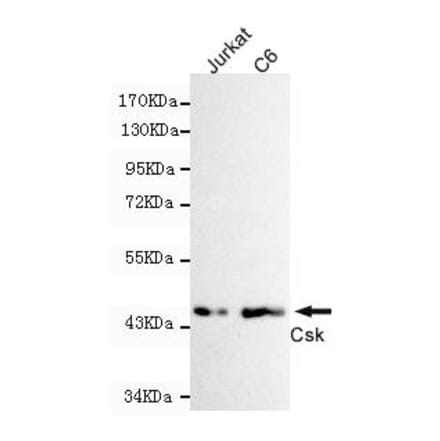 Anti-Csk Antibody from Bioworld Technology (MB0131) - Antibodies.com