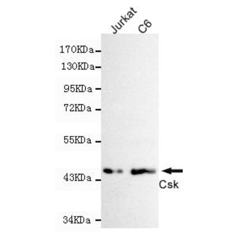 Anti-Csk Antibody from Bioworld Technology (MB0131) - Antibodies.com