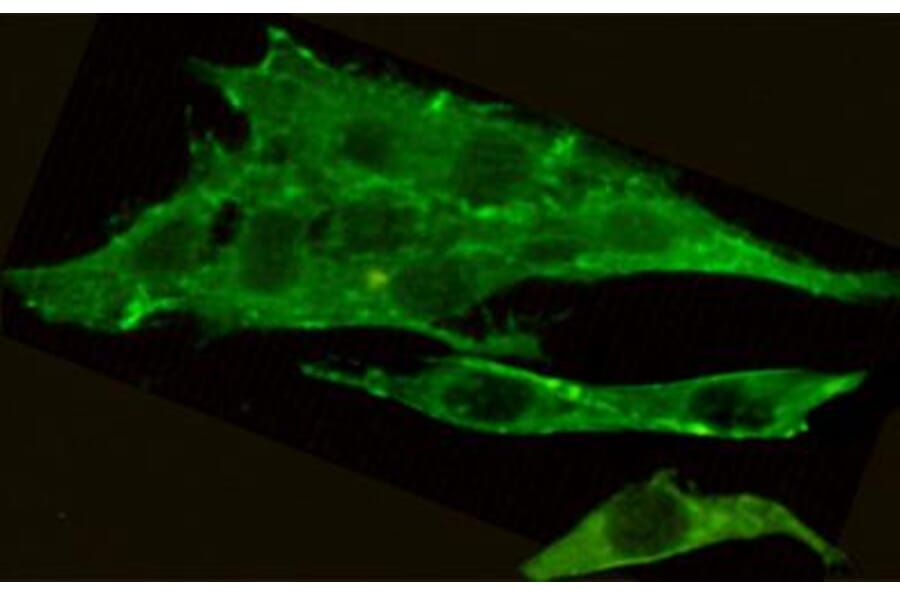 Anti-Csk Antibody from Bioworld Technology (MB0131) - Antibodies.com