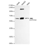 Anti-CYP17A1 Antibody from Bioworld Technology (MB0132) - Antibodies.com