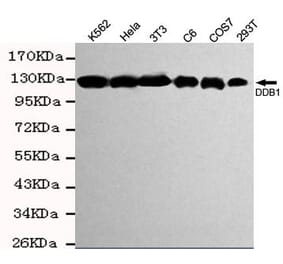 Anti-DDB1 Antibody from Bioworld Technology (MB0133) - Antibodies.com