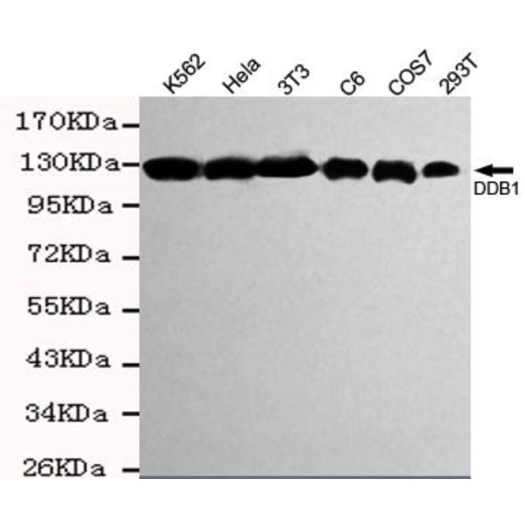 Anti-DDB1 Antibody from Bioworld Technology (MB0133) - Antibodies.com