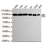 Anti-DDB1 Antibody from Bioworld Technology (MB0133) - Antibodies.com