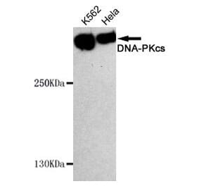 Anti-DNA-PKCS Antibody from Bioworld Technology (MB0134) - Antibodies.com