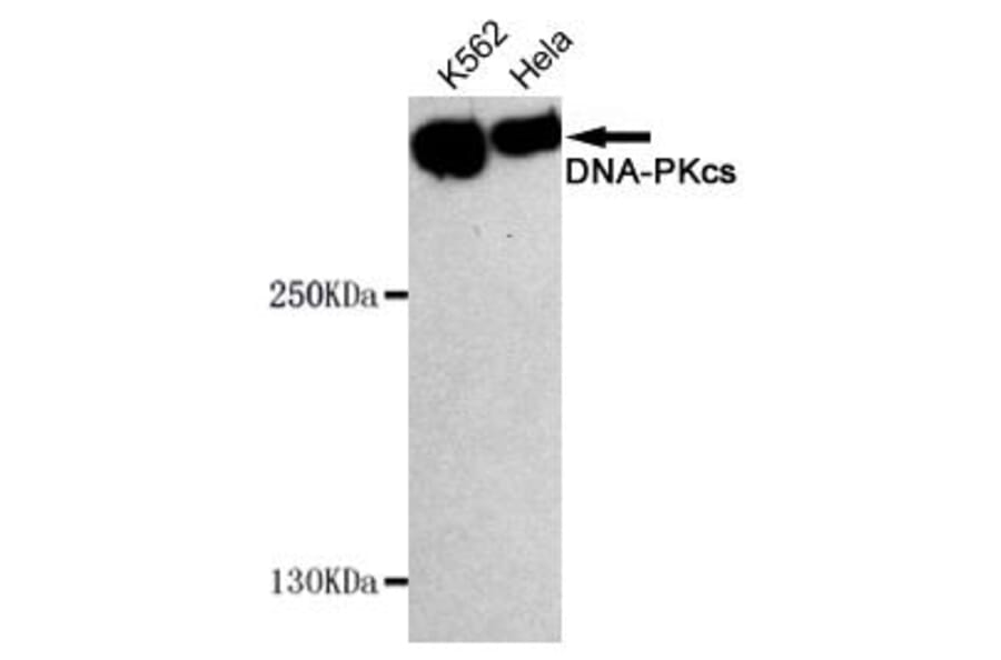Anti-DNA-PKCS Antibody from Bioworld Technology (MB0134) - Antibodies.com