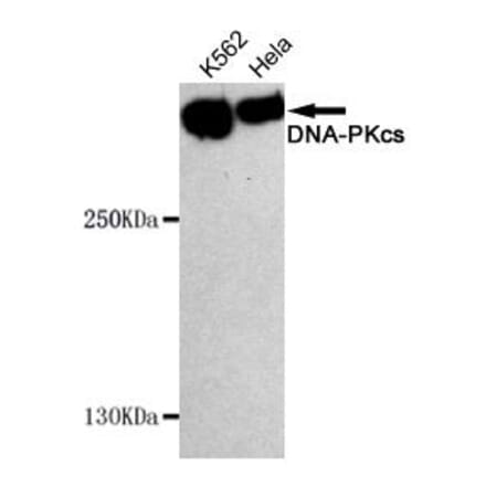 Anti-DNA-PKCS Antibody from Bioworld Technology (MB0134) - Antibodies.com